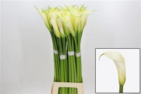 <h4>Zant Ae Eyd White</h4>