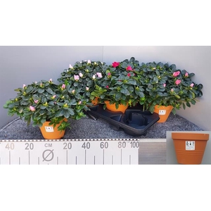 RHODO SI V GEM 5 SRT