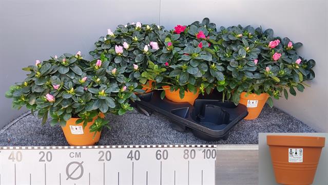 RHODO SI V GEM 5 SRT