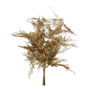 Bunch Asparagus 10pcs Pres.Slv L40