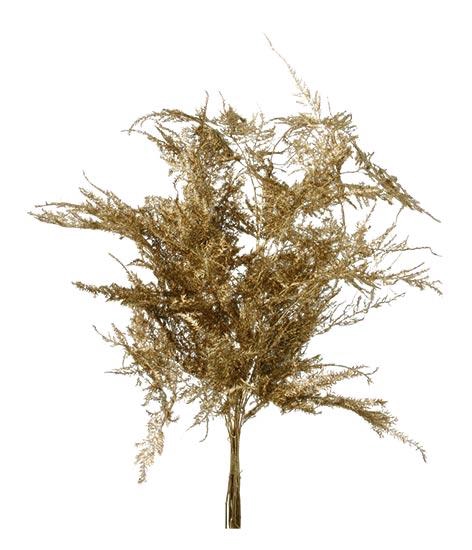 Bunch Asparagus 10pcs Pres.Slv L40