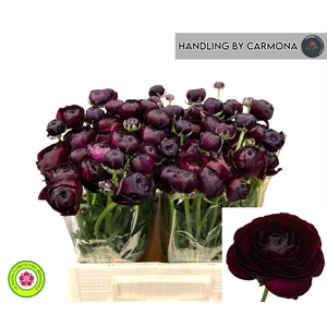 RANUNCULUS OV