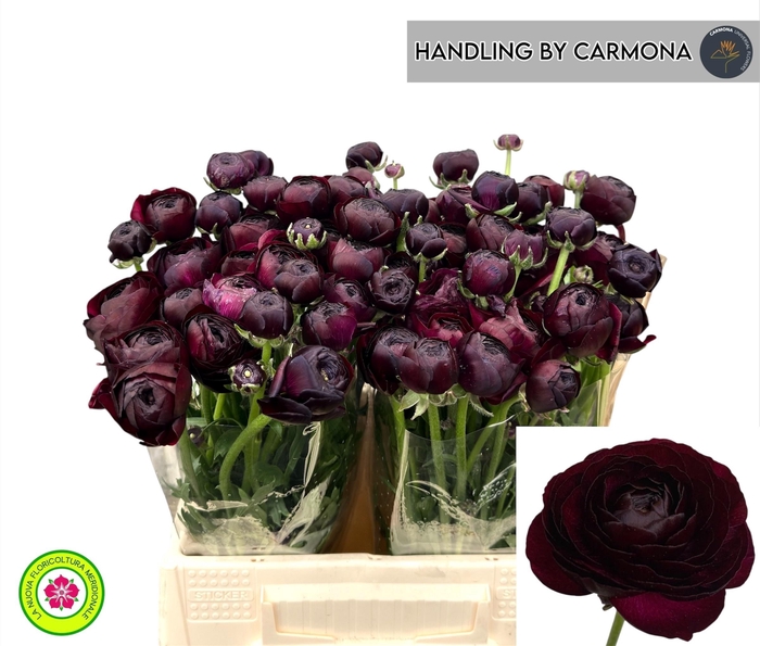 <h4>RANUNCULUS OV</h4>