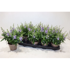 Ang Se Lavender