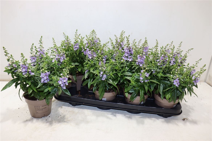<h4>Ang Se Lavender</h4>