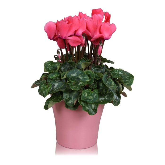 <h4>Cyclamen in roze "Bombé" keramiek</h4>