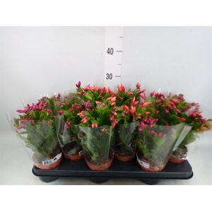 Schlumbergera   ...