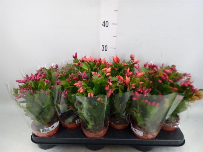 <h4>Schlumbergera   ...</h4>
