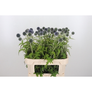 Echinops Ba Blue Globe