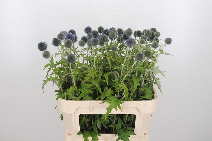 <h4>Echinops Ba Blue Globe</h4>