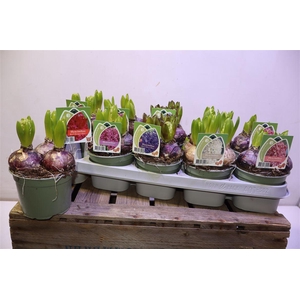 arr8 Hyacin Gem 4 Kl