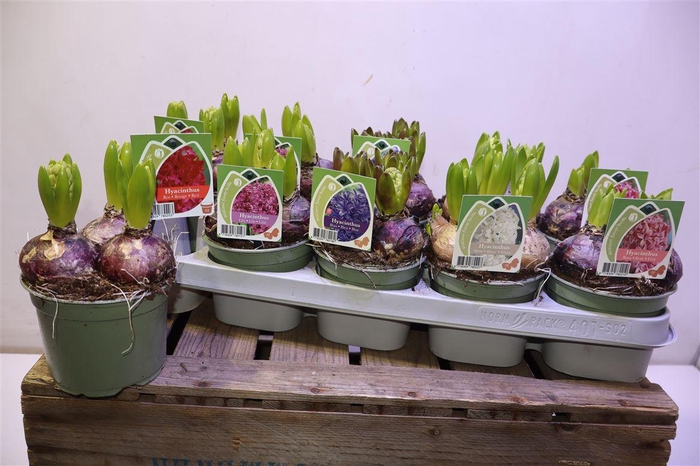 <h4>arr8 Hyacin Gem 4 Kl</h4>