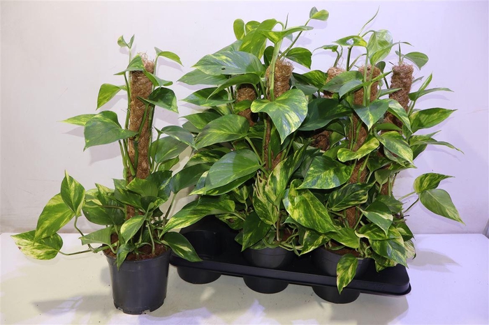 <h4>Epipr Mosstok</h4>