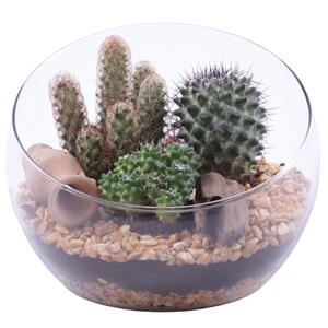 Yearround Arr. Cactus Glass Bowl Vase Ø20cm 3PP