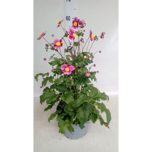 Anemone hybrida 'Mont-rose'