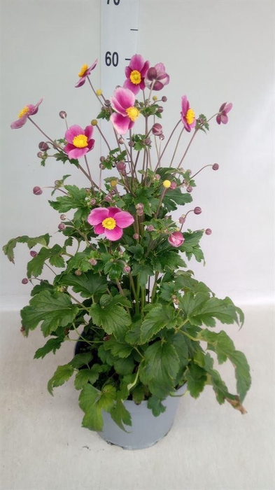 <h4>Anemone hybrida 'Mont-rose'</h4>