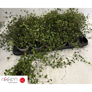 MUEHLENBECK CO MAORI