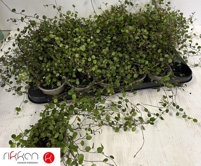 <h4>MUEHLENBECK CO MAORI</h4>