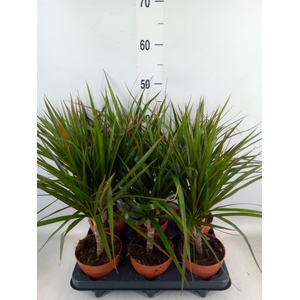 Dracaena marg.