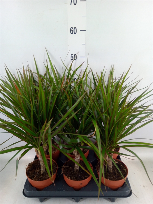 <h4>Dracaena marg.</h4>