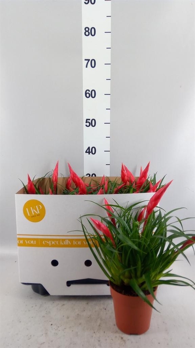 <h4>Vriesea  'Astrid'</h4>