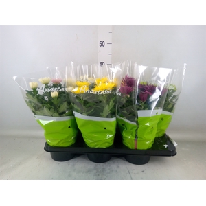 Chrysanthemum  'Anastasia' .mix