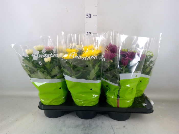 <h4>Chrysanthemum  'Anastasia' .mix</h4>