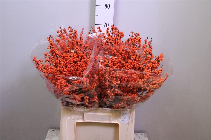 <h4>Ilex Ve Winter Gold</h4>