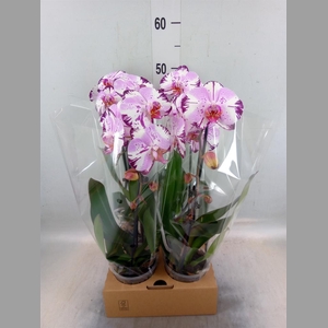 Phalaenopsis  'Elegant Cascade'