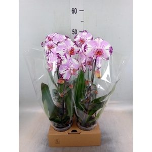 Phalaenopsis  'Elegant Cascade'