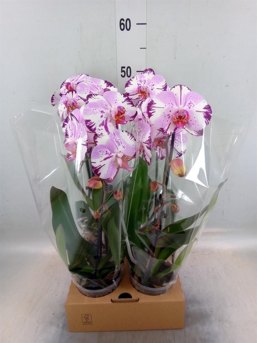 <h4>Phalaenopsis  'Elegant Cascade'</h4>