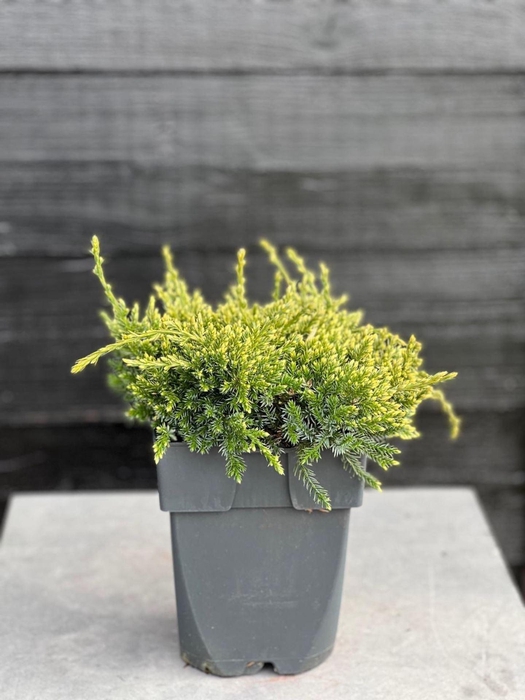 <h4>Juniperus squamata Holger</h4>