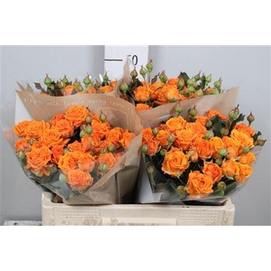 R Tr Orange Queen