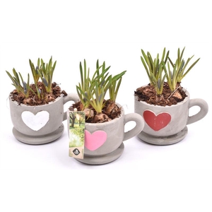 Cement kop/schotel met hart 13cm