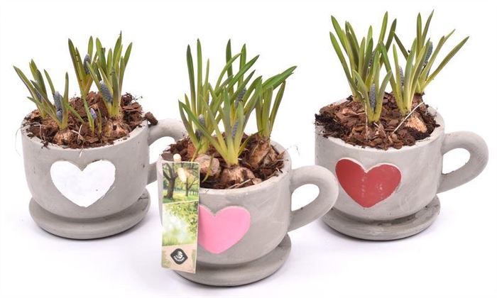 <h4>Cement kop/schotel met hart 13cm</h4>