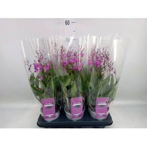 Dendrobium  'Berry Oda'