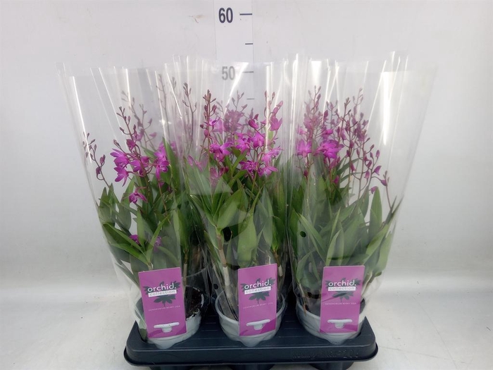 <h4>Dendrobium  'Berry Oda'</h4>