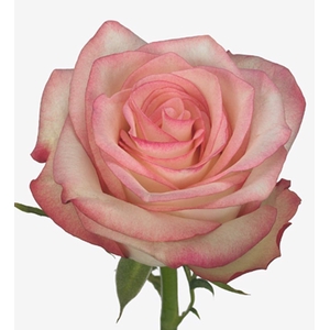 Rosa Paloma