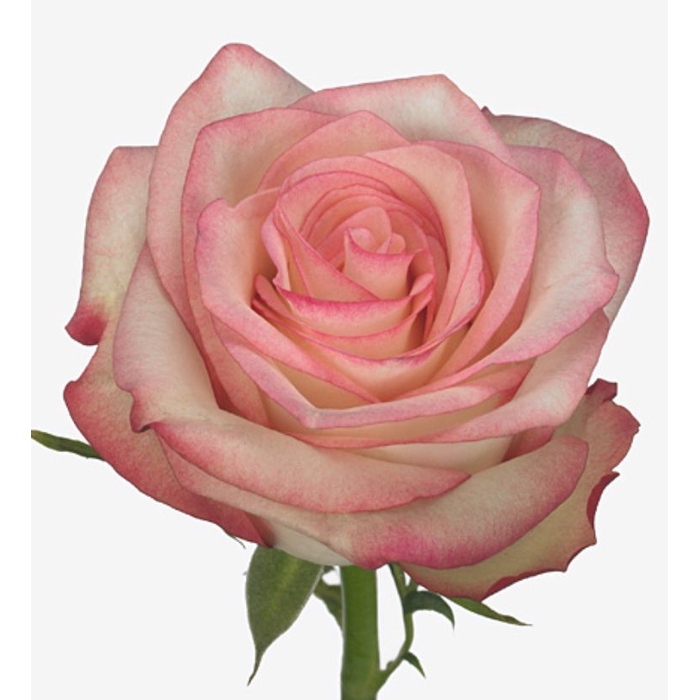 <h4>Rosa Paloma</h4>