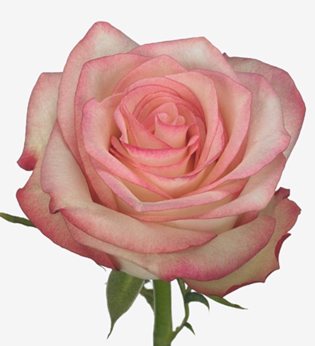 Rosa Paloma