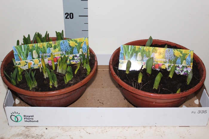 <h4>BOLBLOEMEN GEM</h4>