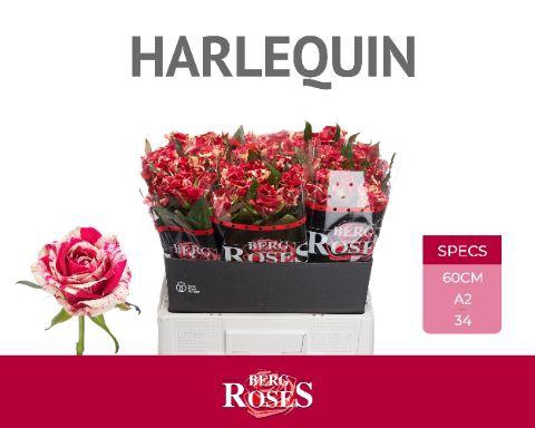 <h4>R GR HARLEQUIN @ A2</h4>