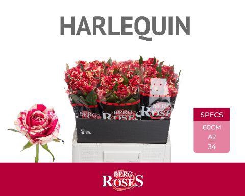 <h4>R GR HARLEQUIN @ A2</h4>