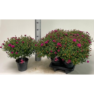 Aster D Pink Topas
