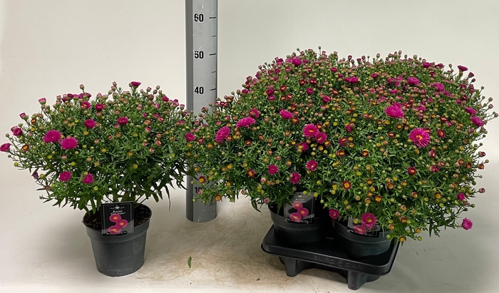 <h4>Aster D Pink Topas</h4>