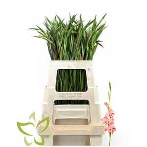 Gladiolus nanus Nathalie