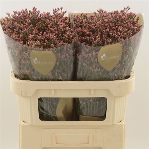 Limonium Sinense Max Diamond