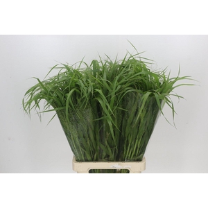 Panicum Fountain