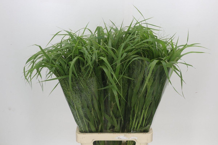 <h4>Panicum Fountain</h4>