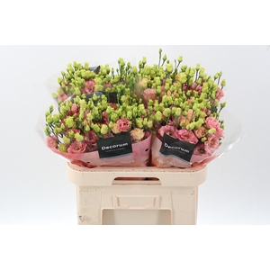 Eus G Sabrina Orange